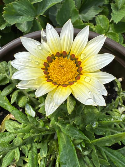 A close-up, high-angle shot focuses on a single, dew-covered gazania flower in full bloom. The flower's petals are a gradient of white and yellow, with striking dark maroon markings at their base, surrounding a vibrant yellow central disk. Water droplets glisten on the petals and the surrounding green foliage. The background shows more lush green leaves and a portion of a dark brown pot. The image is set in a garden in Қосшы, Kazakhstan.