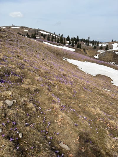 The image depicts a hillside in the city of Kamnik, Slovenia, covered in brown grass and blooming purple crocuses. Patches of snow are visible higher up on the hillside, interspersed with evergreen trees. The sky is a pale blue, suggesting an overcast or early spring day. The overall scene conveys a sense of springtime in a mountainous region.