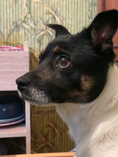 A medium close-up shot shows a black and white dog, looking to the left of the frame, with its head and upper body visible. The dog has large, expressive brown eyes and erect ears, one of which is partly obscured. The background features a light green, vertically striped wallpaper with a pattern of light-colored, abstract foliage. To the left, a portion of a light-colored shelf unit is visible, with a dark circular object and plates on its top shelf. The overall setting appears to be an indoor environment, possibly a room in a residence within the Гаспринский поселковый совет, Ukraine.