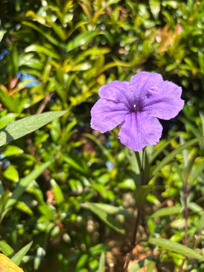 A close-up shot shows a purple flower, likely a Ruellia simplex (Mexican petunia), in a garden setting. The flower has five petals and is centered in the frame. Surrounding the flower is a dense patch of green foliage, including grass and other plants. The location is Cemagi, Indonesia, based on the image's origin. The scene depicts natural flora in an outdoor environment.