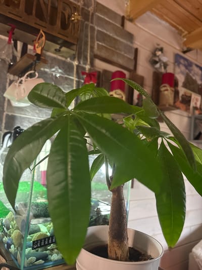 The media file shows a close-up of a green plant with long, slender leaves. The plant is in a white pot and appears to be in a room with a tiled floor. In the background, there are glimpses of furniture and decorative items, including what looks like a wooden shelf with some red cylindrical objects. The lighting suggests it might be daytime, possibly indoors. There are no people visible in the image. Some faint text is visible on a strip attached to a glass container in the background, appearing to be temperature readings in Celsius and Fahrenheit. The overall scene is domestic, with the plant being the central focus.