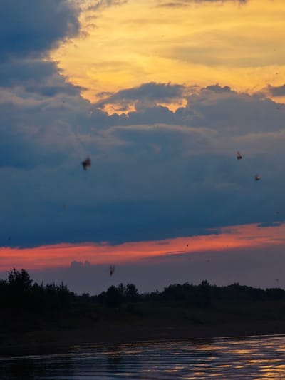 This is a vertical, medium-shot photograph capturing a sunset over a body of water, likely a river, with a treeline in the distance. The sky dominates the upper two-thirds of the image, displaying a dramatic sunset with layers of color. The highest clouds are bathed in a warm, golden-yellow light, transitioning to darker, bluish-gray clouds in the middle. A band of vibrant reddish-orange streaks across the lower sky, just above the treeline.
The lower third of the image shows a dark silhouette of trees and vegetation forming a treeline along the far bank of the water. The water itself is dark, reflecting the colors of the sky in shimmering patterns. The surface of the water is disturbed by gentle ripples.
Several small, indistinct shapes are visible in the sky, appearing to be insects or small birds in flight. One larger, blurred shape, also in the sky, could be a bird in motion. These elements add a sense of life and movement to the otherwise serene landscape.
The time of day is clearly sunset, indicated by the colors in the sky. The cloudy conditions suggest a potentially dramatic or atmospheric weather event. The treeline hints at a natural, possibly rural, or wilderness setting. The overall mood is serene, with a touch of the dramatic due to the vibrant sky and the silhouettes. There is no visible text in the image. The setting is likely Vorogovo, Russia.