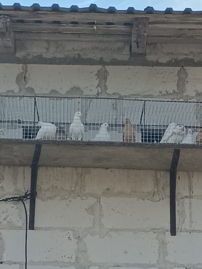 The image shows a close-up of a pigeon coop mounted on a white brick wall, with a corrugated roof visible at the top and a blue sky behind it. The coop is made of metal bars and houses several pigeons. Most of the pigeons are white, with one appearing to be a light brown or tan color. They are perched on a shelf within the coop. The brick wall shows signs of wear and tear, with some discoloration and peeling. Two dark metal rods extend downwards from the shelf, supporting it. The scene appears to be outdoors during the daytime, with natural light illuminating the subjects. The overall impression is of an agricultural or domestic setting, likely a farm or a backyard. There is no visible text in the image.