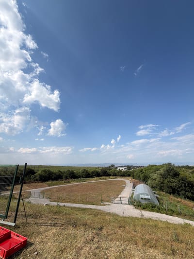 A high-angle, full-shot, vertical photograph captures a rural landscape under a bright blue sky with scattered white clouds, located in Ivanyane, Bulgaria. In the foreground, dry, golden-brown grass covers the ground, with a portion of a bright red plastic crate visible in the lower left corner. A green metal fence, supported by dark posts, runs along the left edge of the frame, extending into the midground.
A light-colored gravel path winds through the scene, curving from the upper left towards the center and then to the right. Along the right side of the path, a small, arched greenhouse made of translucent white plastic sheeting sits on a sloped grassy area. Beyond the path and greenhouse, a strip of green trees and foliage separates the immediate area from a cultivated field of dark green crops stretching towards the horizon.
In the distance, a hazy panorama of rolling hills and a small town or village with white buildings is visible. The overall impression is one of a sunny, summer day in a semi-arid rural setting, possibly an agricultural research or development site given the presence of the greenhouse and fenced-off areas.