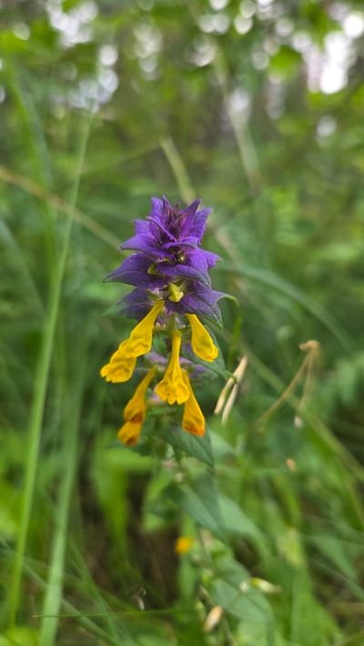 This media file is a close-up, horizontally oriented photograph of a wildflower with purple and yellow petals, set against a blurred background of green foliage. The flower appears to be a single bloom on a stem, with a prominent purple, spiky calyx and several tubular yellow corollas emerging from it. Some of the yellow petals have a slight orange hue at their tips. The background consists of out-of-focus green leaves and grass, with some bright white circular bokeh shapes suggesting sunlight filtering through. There is a faint, blurry shape in the mid-ground that could be a small insect. The overall impression is one of a natural, outdoor setting, likely a meadow or woodland edge. The lighting suggests it could be daytime, possibly with dappled sunlight. There is no visible text. The location context is Cekule, Latvia.