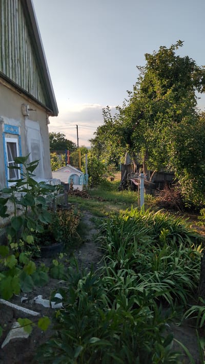 This is an exterior, ground-level, vertical shot of a rural yard in Bulatselivka, Ukraine. In the foreground, to the left, is the side of a light-colored house with a gray, weathered wood-paneled upper section and a visible window with blue trim. A tall sunflower plant grows in front of the house. A dirt path leads away from the house into the yard, flanked by lush green plants on the right. In the midground, a small, white, toy playhouse with blue windows is visible. Beyond the playhouse, a large, leafy tree dominates the right side of the frame, with a smaller tree and various structures, including what appears to be an old cart, in the background. The sky above is a clear blue with a few wispy clouds. The overall scene suggests a warm, sunny day.