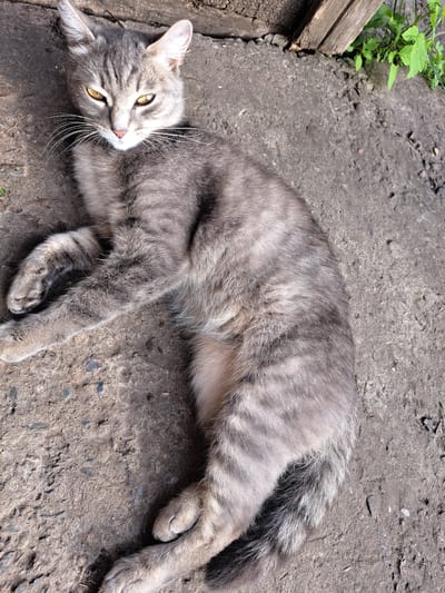 A grey tabby cat with yellow eyes is lying on a concrete surface. The cat is positioned diagonally in the frame, with its head towards the top left and its paws extending towards the bottom right. The concrete is rough and uneven, with small pebbles and debris visible. To the top right of the cat, there is a wooden plank and some green vegetation. The lighting suggests it is daytime, with shadows cast by the wooden plank. The overall scene depicts a domestic animal resting outdoors in an urban or suburban environment, potentially within the city of Chernetsk, Russia.