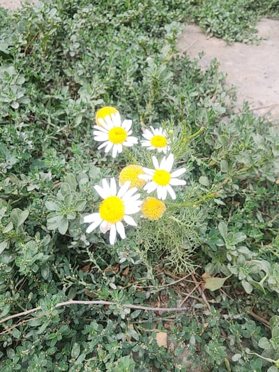 The image shows a close-up view of several white daisy-like flowers with yellow centers, blooming among dense green foliage and thin branches. Some of the flowers are fully open, while others appear to be buds or partially closed. The surrounding vegetation is a mix of broad, succulent leaves and fine, feathery fronds, creating a textured ground cover. The flowers are the primary focus, with their bright white petals and vibrant yellow discs standing out against the muted greens of the plants. There are also a few round, fuzzy yellow structures interspersed with the flowers, which could be seed heads or other types of blooms. The lighting suggests it is daytime, with natural light illuminating the scene. The overall impression is one of natural growth and the simple beauty of wildflowers. The location context is Ushtobe, Kazakhstan, implying a natural, possibly wild, outdoor setting. No people, text, or specific activities are visible.