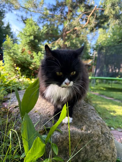 A medium shot photograph captures a fluffy black and white cat sitting on a large rock in an outdoor setting. The cat is facing the camera, with its body positioned slightly to the right. Its fur is predominantly black, with a white chest and chin, and white paws visible. The cat has yellow-green eyes and long white whiskers. Green leaves and grass are in the foreground, with the rock serving as a focal point. In the background, trees, a trampoline, and a building are visible, suggesting a suburban or rural location. The lighting indicates it is daytime, likely sunny. The overall scene conveys a sense of a domestic animal in its natural habitat within a garden or yard. No specific landmarks or identifiable urban features are present in the image to pinpoint a location within Orekhovo, Russia.