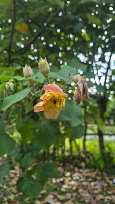 The image shows a wilting yellow and pink flower with a black insect inside, hanging on a branch with green leaves and buds. The background includes bokeh effects suggesting sunlight filtering through trees and a blurred view of a grassy area possibly covered with leaves and debris. This scene is located in the city of Pante Aree, Indonesia. No people are visible.