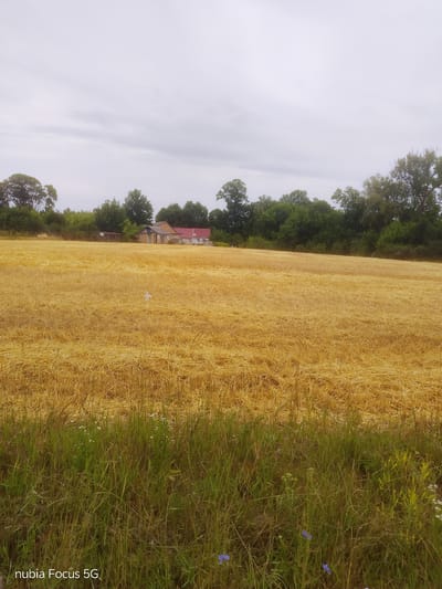 The image depicts a rural landscape with a harvested wheat field in the foreground, stretching towards a line of trees and a few buildings in the distance. The sky is overcast with gray clouds. The field is covered in golden stubble, indicating recent harvesting. In the background, several trees form a dense green backdrop. Behind the trees, a couple of buildings, one with a red roof and another with a brick facade, are visible. A small shed is also present near the buildings. The foreground features a strip of green grass and some wildflowers. The image has a watermark in the bottom left corner that reads "nubia Focus 5G". The scene is likely located in Sestrynivka, Ukraine.