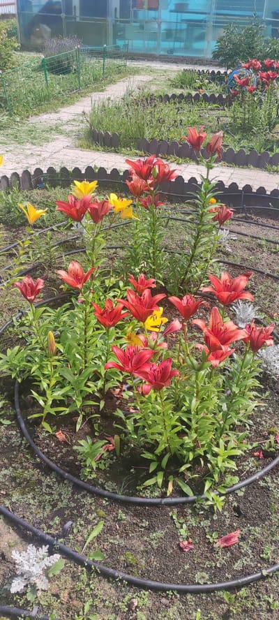 In Filippovskoe, Russia, a circular garden bed is densely populated with red and yellow lilies. The lilies are in various stages of bloom, with some fully open and others still in bud. Their tall green stems are visible, and some fallen petals are scattered on the dark soil. A black irrigation hose encircles the flower bed, suggesting it is being watered. In the background, a path made of light-colored paving stones winds through the garden, bordered by a low, dark-brown picket fence. Beyond the fence, more greenery and a partially visible greenhouse with blue, reflective panels are present. The scene is bathed in bright daylight.