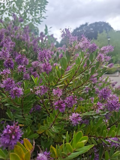 A close-up, eye-level shot captures a dense shrub adorned with numerous small, spiky purple flowers and glossy green leaves. The flowers are clustered together, forming inflorescences. The shrub is lush, with some leaves appearing slightly yellowed or dried. In the background, blurred trees and a cloudy sky are visible. The scene suggests an outdoor setting, possibly a garden or park within Richmond, United Kingdom, indicated by the presence of manicured greenery and a pathway or paved area faintly visible behind the foliage. There are no people or animals in the frame. The lighting is soft, consistent with an overcast day.