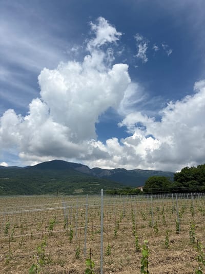The image depicts a rural landscape in Lavrovoe, Ukraine, characterized by a vineyard in the foreground and rolling, tree-covered hills and mountains in the background. The sky is a vibrant blue, populated with dramatic, billowy white clouds that cast shadows on the terrain below. The vineyard consists of rows of young grapevines supported by metal posts and wires. The ground of the vineyard is dry and appears to be cultivated soil with some sparse vegetation. In the distance, a dense forest covers the slopes of the hills, with visible ridges and valleys. The overall impression is one of a vast, natural environment with agricultural activity. There are no people visible in the image.