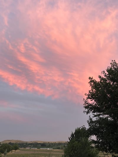 The image depicts a rural landscape under a vibrant pink and purple sunset sky. The sky is filled with wispy clouds, illuminated by the setting sun, creating a dramatic and colorful display. In the foreground, the dark green foliage of trees dominates the right side of the frame, partially obscuring the sky. The middle ground shows a sparsely vegetated agricultural field with rows of crops and some buildings. In the background, rolling hills with a dry, yellowish-brown hue form the horizon, dotted with scattered trees. The overall impression is one of natural beauty and tranquility in a rural setting within the Жібек жолы ауылдық округі, Kazakhstan. There are no people visible in the image.