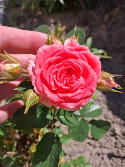 A close-up, eye-level shot captures a vibrant pink rose in bloom, held gently by a person's hand. The rose, the central focus, displays tightly packed petals forming a classic spiral pattern. Several smaller rosebuds, some partially open, surround the main bloom. The rose plant's green leaves are visible, interspersed with brown soil in the background, suggesting an outdoor garden setting. The lighting indicates a sunny day. The image was taken in the city of Krolevets, Ukraine.