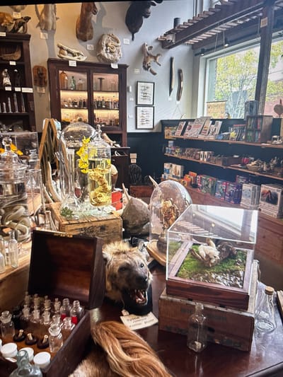 An eclectic shop with taxidermied animals on display. A hyena head with an open mouth rests among wooden boxes and glass containers. Shelves are stocked with books and curiosities. A cabinet displays antique items. Wall-mounted taxidermy includes various animal heads and skeletal remains. A window offers a view of a tree outside.