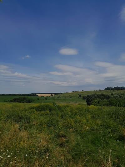 This is a vertically oriented, wide-angle photograph of a rural landscape on a clear day. The scene is divided into two distinct halves by a horizontal line in the middle. The left side is dominated by a bright blue sky with scattered wispy white clouds. The right side depicts a lush green field, transitioning from dense, tall grass in the foreground to a more cultivated field further back, with a line of trees bordering the horizon. A few scattered yellow wildflowers are visible within the green vegetation. The sunlight suggests it is daytime, likely late morning or early afternoon. The overall mood is peaceful and serene, characteristic of a rural setting. There is no visible text. The location context is Kypiachka, Ukraine.