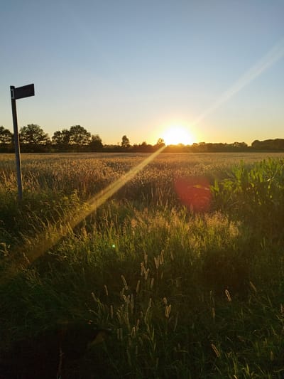 The image captures a sunset in the rural outskirts of Schiffdorf, Germany, as indicated by the street sign that reads "Dahlbrücke." A clear sky with a gradient of blue and yellow hues dominates the upper portion of the frame. The sun, a bright orb, is setting on the horizon, casting long, golden rays across a field of mature grain. In the foreground, lush green grass and weeds are illuminated by the setting sun, with some stalks catching the light and appearing to glow. To the left, a dark, rustic wooden pole supports the "Dahlbrücke" street sign. A field of corn is visible on the right side, with its broad green leaves contrasting with the finer texture of the grain field. The overall scene depicts a tranquil, natural landscape bathed in the warm light of the setting sun. There are no people or animals visible in the image.