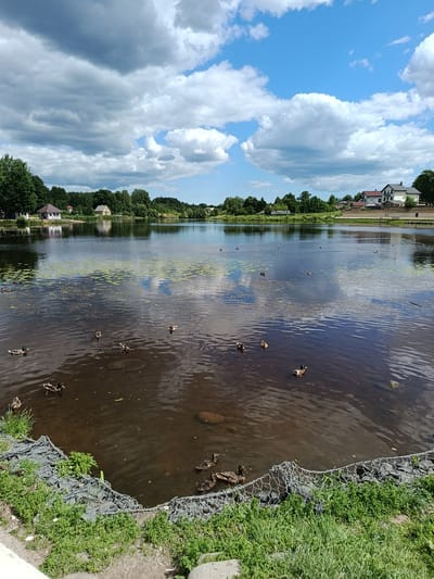 In Koltushi, Russia, a body of water, likely a lake or pond, is depicted under a partly cloudy sky. The water's surface reflects the sky and surrounding greenery, with scattered patches of lily pads. Several ducks are swimming and visible in the water. The shoreline features green grass and a gabion wall constructed of wire mesh filled with stones. In the background, a line of trees separates the water from houses and buildings, indicating a semi-urban or suburban environment. The clouds are a mix of gray and white, with patches of blue sky visible.