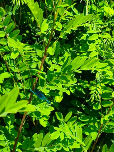 A close-up, eye-level shot captures a vibrant green foliage environment, likely a shrub or small tree. The leaves are a bright, fresh green, with some areas catching sunlight, creating a dappled effect. A single, small damselfly, predominantly blue and iridescent, is perched on a leaf in the lower left quadrant of the image. The damselfly is facing to the left and its wings are spread. The background is a dense blur of more green leaves, with some darker shadows indicating depth. The image appears to have been taken outdoors on a sunny day. There are no visible people or man-made structures in the frame. The location is identified as Krushare, Bulgaria.