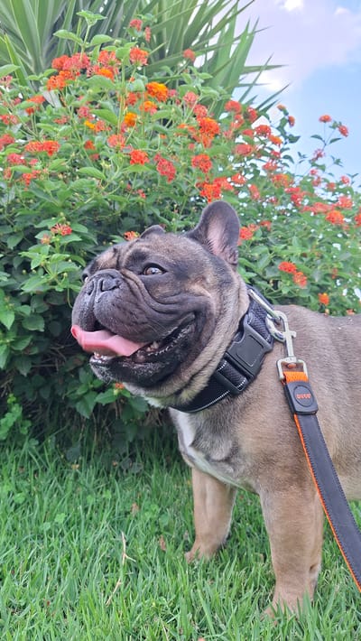 A French Bulldog is lying on its back in the grass, looking up at the camera with its tongue out. The dog has a black collar with a reflective strip and an orange and black leash attached. Behind the dog is a bush with small orange and red flowers. The background shows green grass, foliage, and a bright blue sky with some clouds. The lighting suggests it is daytime, possibly late morning or afternoon, with clear weather. The dog appears to be relaxed and happy. The leash has the brand name "DECO" visible in white text on an orange background. The overall scene is a pleasant outdoor setting, possibly a garden or park, in Ash Sheikh Zayed, Egypt.