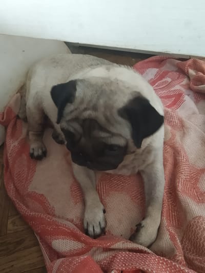 A fawn-colored pug dog is lying on a pink and white patterned blanket, which is itself on a wooden floor. The dog is positioned facing away from the viewer, looking downwards and to the right. Its head is turned, revealing its distinctive wrinkled face and black mask. The pug has black ears, and its body is a light fawn color with some greyish undertones. Its paws are visible, resting on the blanket. The blanket has a textured weave and a repeating abstract pattern in pink and white. Behind the dog, a white wall or baseboard is visible, suggesting an indoor setting. The lighting appears to be soft and diffused, possibly indicating daytime or artificial indoor lighting. There are no people or visible text in the image. The scene conveys a sense of relaxation and domestic comfort.