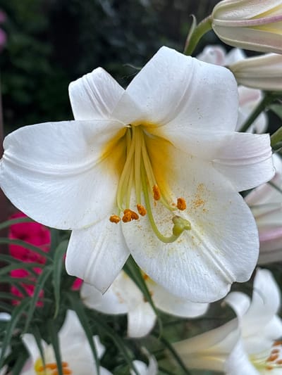 This is a close-up, eye-level, vertical shot of a white lily in bloom. The lily is in the foreground, with its white petals and yellow stamen clearly visible. The background is blurred, showing hints of green foliage and some pink flowers. The lighting is natural, and the focus is sharp on the lily. The image appears to be taken outdoors in a garden setting. There are no people or animals present in the image. The image does not contain any information related to the city of Gurkovo, Bulgaria.