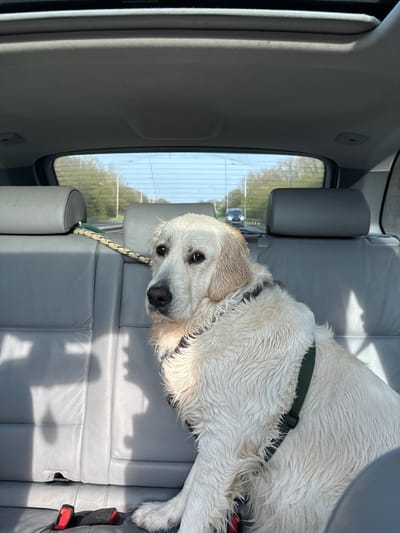 A wet, light-colored Golden Retriever dog, secured by a dark green harness, is seated on the grey rear passenger seats of a vehicle traveling on a road in the city of Brentwood, United Kingdom. A yellow and green braided leash is attached to the left rear headrest, with its other end likely connected to the dog's harness. The dog looks slightly left, its head tilted, displaying wet fur. Strong sunlight from the right casts defined shadows on the grey seat upholstery; two red and black seatbelt buckles are visible on the seat cushion. Through the rear window, a multi-lane road, flanked by trees and green foliage, is observed under a bright sky. A dark-colored vehicle travels in the distance on the same road. The vehicle's sunroof is partially visible overhead. No human occupants are depicted.