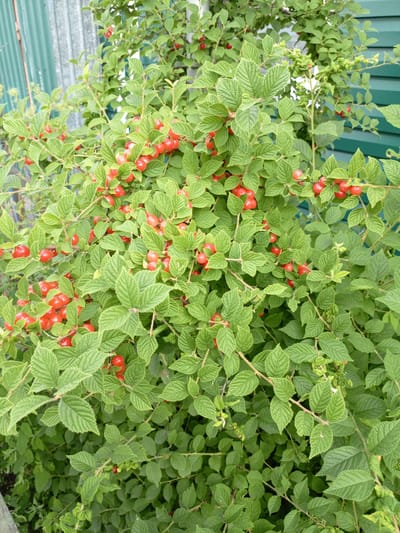 A dense bush of a fruiting plant, likely a Nanking cherry or a similar species, is laden with small, bright red cherries. The cherries are clustered along the branches, nestled amongst vibrant green, serrated leaves. The bush fills the majority of the frame, with its branches reaching upwards and outwards. In the background, a green corrugated metal fence is visible, suggesting an outdoor setting, possibly a garden or yard. The overall scene depicts a plant in its fruiting season, likely during the summer. The image was taken in Shadrinsk, Russia.