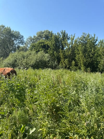 A brown horse stands in a field of tall green grass under a clear blue sky. Trees form a dense line behind the field. The image appears to be taken on a sunny day.