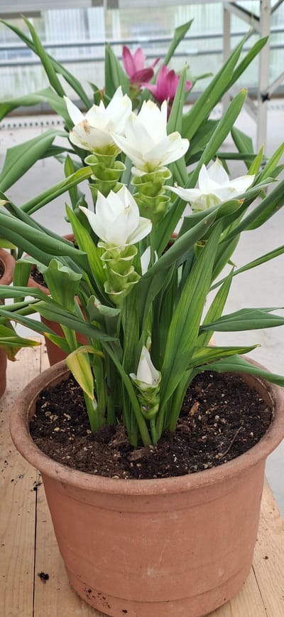 A close-up, eye-level shot captures a potted plant with white and pink flowers, likely situated indoors or in a greenhouse environment, as indicated by the blurred background structure resembling a greenhouse with translucent panels. The main subject is a potted plant with lush green foliage and several white flower blooms, characterized by their layered, cone-like structure of petals. One pink flower bloom is visible in the background. The plant is housed in a terracotta pot filled with dark soil. The pot rests on a wooden surface, possibly a table or shelf, with hints of natural light filtering in, suggesting an outdoor or well-lit indoor setting. There are no people visible in the image. The scene is sterile and devoid of any specific details that would place it in Malda, Estonia, or any particular city.