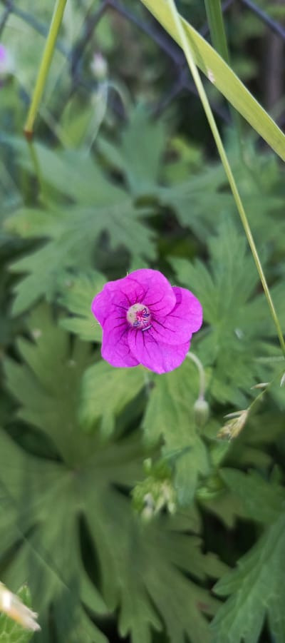An extreme close-up shot focuses on a single, vibrant magenta flower with five petals and dark veins radiating from its center. The flower is in sharp focus, while the surrounding foliage is blurred. The background consists of a dense collection of large, green, serrated leaves. Two thin, green stems extend from the top left and right of the frame, partially obscuring the background. A hint of a dark, woven fence is visible behind the foliage in the upper portion of the image. The scene appears to be outdoors, likely in a garden or natural setting within Merchalovo, Russia, given the specific context of the request. There are no people, animals, or man-made objects in the immediate vicinity of the flower.