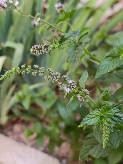 A close-up, vertical shot captures a sprig of mint with small, light purple flowers and vibrant green leaves against a blurred background of other greenery and hints of brown soil. The mint plant appears healthy and is in bloom, with multiple flower clusters dotting its stem. The focus is sharp on the plant, while the surroundings are softened, creating a shallow depth of field. The image was taken outdoors, likely in a garden or natural setting, as evidenced by the plant life and soil. The overall impression is one of natural beauty and botanical detail.