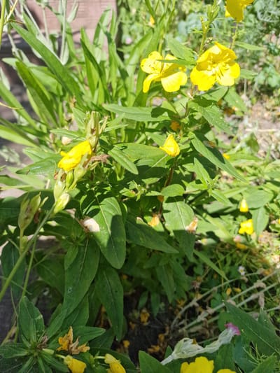 This media file features a close-up, eye-level shot of a patch of common evening primrose (Oenothera biennis) plants. The plants are in bloom, displaying numerous bright yellow, four-petaled flowers. The flowers are delicate with prominent stamens. The foliage is a vibrant green, with long, lance-shaped leaves. Some of the flowers appear to be wilting or have already withered, indicated by dried, brown petals and seed pods.
The scene is outdoors, likely in a natural or garden setting, given the presence of other small plants and greenery in the background, including what appears to be a tiny white flower with a yellow center and a single pale pinkish-purple flower. The ground beneath is a mix of dark soil and some lighter, possibly wooden, textured material in the lower left corner, suggesting a path or border.
The lighting indicates it is daytime, with the sun casting shadows and highlighting the textures of the leaves and petals. The overall impression is a sunny day, possibly in late spring or summer when evening primrose is in season. There is no text visible in the image. The location context provided is Bershad, Ukraine, which aligns with the general appearance of a temperate climate flora. The image does not contain any people or animals, focusing solely on the botanical subject matter.