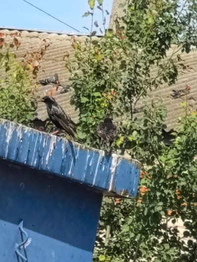 The image shows a close-up view of several birds perched on a weathered blue ledge and on a grey, corrugated roof. A prominent black bird with a pointed beak and pink feet stands on the blue ledge in the foreground, facing left. To its right, a smaller, darker bird is also perched. In the background, on the corrugated roof, several pigeons are visible, one of which is standing. The scene is set against a backdrop of lush green foliage and a clear blue sky. The location is identified as Novo-Talitsy, Russia.