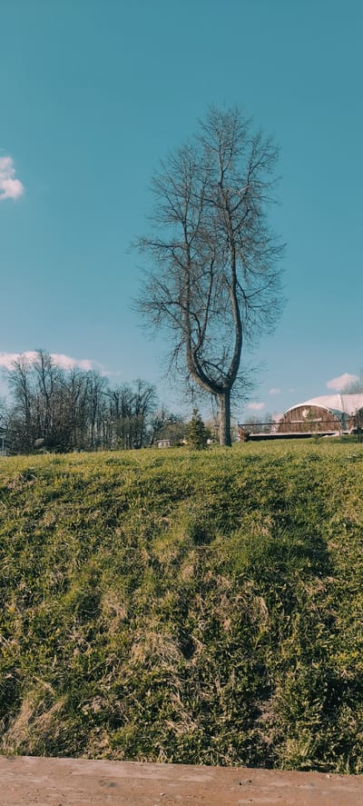 The image shows a landscape scene in what appears to be a park or natural area. A bare tree stands prominently against a clear, blue sky with some wispy clouds. The ground is covered in green grass, and there is a structure in the background. Another row of trees is visible behind the main tree, with what appears to be buildings in the far background. A cement wall can be seen on the right side. The location is Grebnevo, Russia.