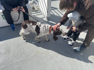 The image depicts an outdoor scene, likely on a ferry or a similar vessel, given the presence of a railing and the deck's surface. The location is identified as Lødingen, Norway. In the foreground, a dog with a brown and white spotted coat is on a leash. A person in the left of the frame, wearing black pants and blue athletic shoes, is seated and holding the leash and a snack. To the right, a person in a brown jacket is kneeling and petting the dog, while also interacting with a young child. The child is wearing a light blue hat with a pattern of hot air balloons and a grey onesie. The child is also wearing dark pants and blue sneakers with orange accents. The ground is a textured, light-colored surface, casting strong shadows from the sun, indicating a bright day. The overall scene conveys a sense of casual family activity with a pet.