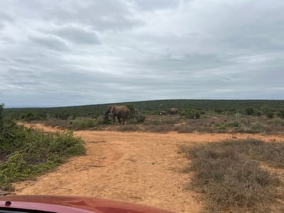 The image depicts a bushveld landscape under an overcast sky within the Sundays River Valley Local Municipality, South Africa. In the foreground, the top section of a reddish-brown vehicle is visible at the bottom of the frame, indicating the perspective from a vehicle. Two reddish-brown dirt tracks fork in the midground, surrounded by green and dry scrub vegetation. A large, light grey-brown African elephant stands prominently in the mid-right, facing left, appearing to feed from a dense green bush. Further in the distance, to the left and slightly behind the first elephant, a second, smaller elephant is partially visible amidst the vegetation. The background consists of a vast expanse of dense green bushveld extending to the horizon. The sky is uniformly grey with layered clouds, indicating an overcast condition.