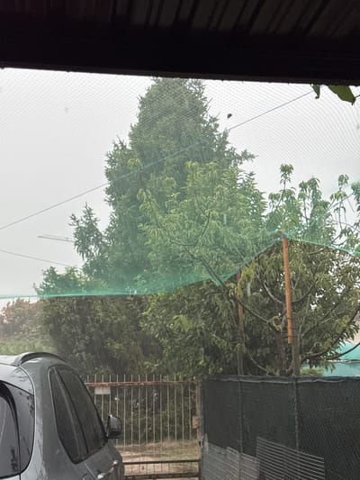 The image shows a view through a netted screen of trees and a car. The scene is outdoors, with a focus on the lush green foliage of several trees. A light-colored, possibly grey, car is parked on the right side of the frame, partially visible. The car appears wet, suggesting recent rain. The sky is overcast, indicating a cloudy day, possibly with ongoing or recently finished precipitation. The netting in the foreground creates a textured filter over the scene, with diamond-shaped patterns visible. Some branches of the trees appear to be supported by a wooden pole and the netting itself. In the background, a fence is visible, along with hints of buildings or structures. A faint outline of a construction crane can be seen in the distance. The overall impression is of a slightly dreary, overcast day, possibly in a residential or semi-rural setting. No people are visible in the image. No text is present.