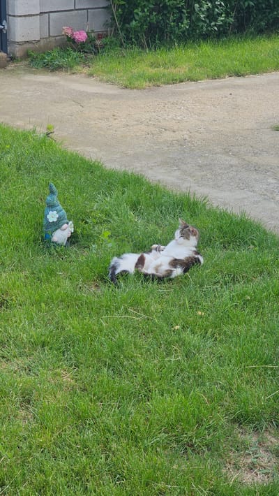 The image presents an outdoor scene in Tsarkva, Bulgaria, under clear daylight. A domestic cat, exhibiting a white and mottled brown/black fur pattern, is positioned on its back/side on green grass in the lower right portion of the frame, appearing to be resting with its eyes closed. To the left of the cat, a ceramic or resin garden gnome stands upright on the grass; it features a light blue pointed hat with a white flower embellishment, a white beard, and a light blue tunic. A concrete path or driveway horizontally bisects the mid-ground of the scene, separating the grass from the background elements. In the upper left background, a grey concrete block wall is partially visible, with a cluster of pink flowers and green foliage at its base. To the right of the wall, a dense line of various green bushes extends across the remainder of the background.