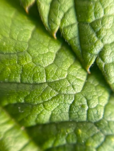 The image is a close-up, macro photograph of a green leaf, revealing intricate details of its surface texture. The leaf exhibits a raised, veined pattern, creating a mosaic-like appearance. Tiny hairs are visible on the surface, giving it a slightly fuzzy texture. The lighting highlights the contours of the leaf, with some areas appearing brighter and others in shadow. The overall impression is one of natural beauty and the complex structure of plant life. The image does not provide any information about a location in the city of Novoselytsia, Ukraine.