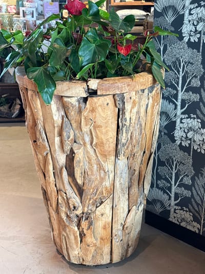 A tall, tapered cylindrical planter, constructed from irregularly shaped, light-brown wood pieces, stands centrally on a light-colored floor in a retail setting within Altenheim, Germany. The planter contains a mature Anthurium plant, characterized by numerous glossy, dark green, heart-shaped leaves and several prominent red spathes with visible yellow spadices. The wood of the planter displays varied grain, texture, and natural imperfections. To the immediate left of the planter, a blurred background reveals shelves with various merchandise, including glassware and smaller plant arrangements. To the right, a wall is covered with dark wallpaper featuring a pattern of stylized light-grey trees and foliage, above a dark-colored baseboard. No individuals are visible in the scene.