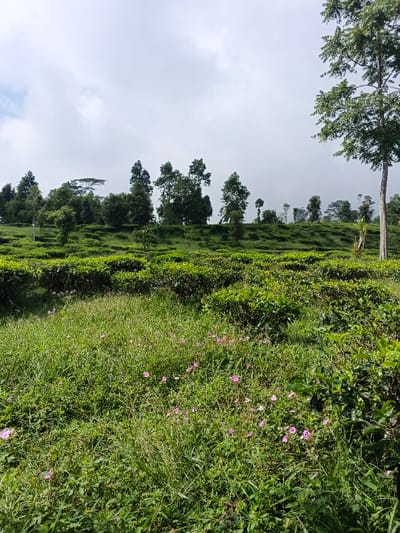 This image displays a tea plantation situated in Wenshan City, China. The foreground consists of overgrown green grass and various weeds, interspersed with numerous small, light pink flowers. Beyond this area, rows of dark green tea bushes are visible, cultivated across a gently ascending slope. In the midground and background, the landscape rises further, populated by a mix of mature broadleaf and coniferous trees, some forming dense clusters. The sky is uniformly overcast with light grey clouds. There are no human subjects, animals, or man-made structures present in the scene, and no actions or interactions are depicted.