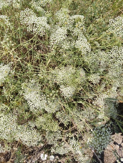 The image depicts a close-up, overhead view of a dense cluster of small white wildflowers with thin green stems, growing in dry, brown soil and sparse dry grass. The flowers are in full bloom and form umbrella-shaped clusters. The scene appears to be an outdoor natural environment. There are no people, animals, or man-made objects visible. The location is stated as Kostrzyn upon Oder, Poland.