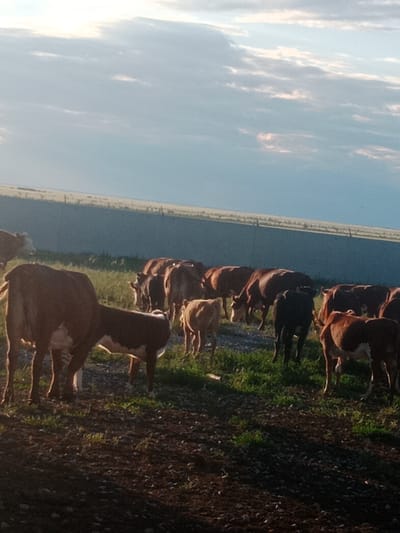 A herd of cattle, predominantly brown and white, graze in a field under a cloudy sky. In the foreground, a large brown cow with white markings stands facing left, with a smaller brown and white calf in front of it. Behind them, a line of cows extends into the middle ground, with various shades of brown and some black animals visible. The background consists of a gently rolling landscape with a hazy horizon and a textured, possibly dirt or gravel, ground in the immediate foreground. The overall impression is of a rural or agricultural setting. The image is identified as being from Voznesenovka, Kazakhstan.