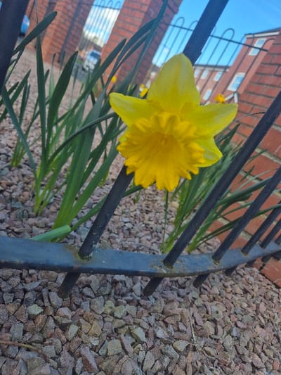 A low-angle photograph displays a prominent yellow daffodil (Narcissus) situated behind a dark, weathered metal fence exhibiting minor rust. The plant emerges from a ground cover of irregularly shaped gravel in various shades of grey, beige, and reddish-brown. Additional green daffodil foliage and out-of-focus yellow blooms are visible in the mid-ground. The background reveals architectural elements consistent with an urban or suburban setting in Hereford, United Kingdom, featuring reddish-brown brick buildings, one with discernible white-framed windows, and a partially visible light-colored vehicle. The scene is under natural daylight, with a clear blue sky and sparse white clouds. No individuals are present.