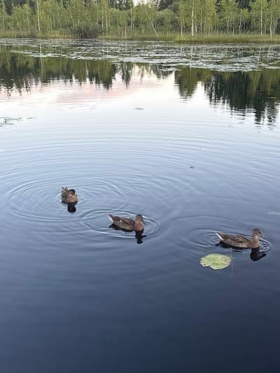 Three ducks are swimming in a calm, dark body of water. The ducks are brown with mottled patterns on their feathers. One duck is closer to the viewer and facing to the right, with a lily pad to its left. Another duck is to the left of the first and facing away from the viewer, with ripples around it. A third duck is further to the left and slightly behind the second, also facing away from the viewer. The water has subtle ripples and reflections. In the background, a dense line of trees, predominantly birch trees with white trunks, forms the shoreline. The sky is overcast, with soft light reflecting on the water. The scene appears to be a natural body of water, possibly a lake or slow-moving river, in a tranquil, undeveloped area.