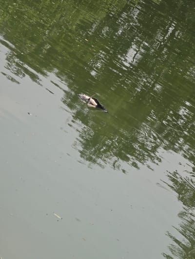 The image shows a body of water, possibly a river or a pond, with light reflecting on its surface. A dead fish floats near the center of the frame, its body partially submerged. The location is within the city of Phra Nakhon Si Ayutthaya City Municipality, Thailand.