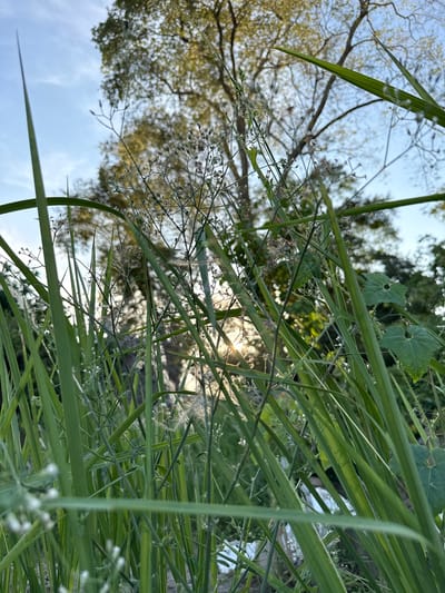 The image presents a view looking upward through tall, green grass and foliage towards the sky. Some tree branches are visible in the background against the blue sky. The sun is shining through the foliage, creating a bright spot in the scene. The location is not discernible from the image.